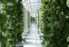 how aeroponics differs from hydroponics