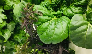 Les cultures de la Tour Jardin, sont-elles aussi nutritives que celles cultivées dans le sol ?